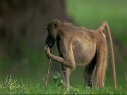 Savanna Baboon (Papio cynocephalus) - MCU baboon standing on grass eating fruit, walks out of frame to left, Mana Pools, Zimbabwe Stock Footage