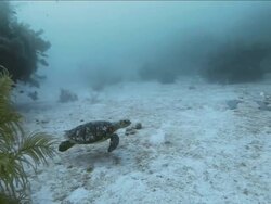 Sea turtle swimming along sea floor with Bermuda Chubs Stock Footage