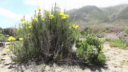 CLEAN: A rare blossoming of Chile's desert garden News Clip