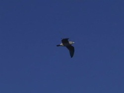MS, LA, Canada, British Columbia, Seagull flying against clear sky Stock Footage