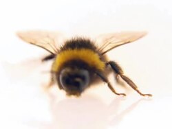 Bumblebee walking - loopable, HD Stock Footage