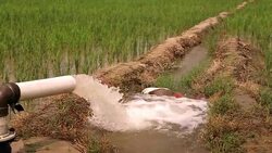 Irrigation in the field of Rice Paddy Stock Footage