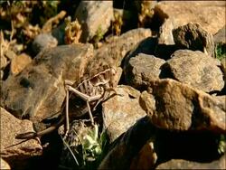 Cricket, Parque Nacional Sierra Nevada (Granada y Almeria), Andalusia, Southern Spain Stock Footage