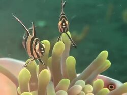 Banggai cardinalfish (Pterapogon kauderni) in anemone (order Actiniaria), Kungkungan Bay Resort, Sulawesi, Indonesia Stock Footage