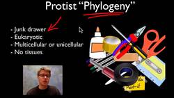 Protists Instructional Video