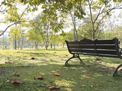 Dolly:Bench on a lawn area of the park. Stock Footage