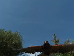 High speed Eagle flying to camera Stock Footage