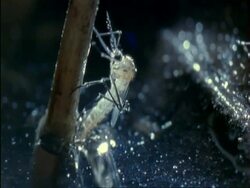 CU Pan right, Mosquitoes (Aedes aegypti) emerging from water, UK.  Aedes aegypti spreads yellow fever, dengue fever, Chikungunya and other diseases. Stock Footage