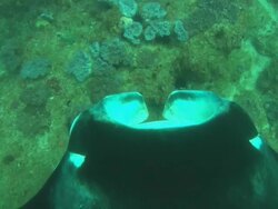 Manta, dorsal head view, descending shot to, Mozambique  Stock Footage