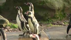 CLEAN : Animal count takes place at London Zoo News Clip