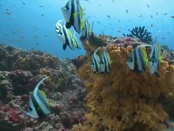 School of Longfin Bannerfish (Heniochus acuminatus) on coral reef, Meemu Atoll, The Maldives Stock Footage