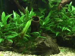 fish in large aquarium Stock Footage