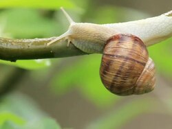 snail on a branch Stock Footage