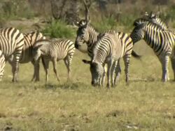 MS PAN Shot of zebra herd gathered in clearing / Okavango Delta, North-West District, Botswana Stock Footage