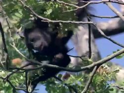 CU Howler monkey eating pink flower on tree / Guanacaste, Costa Rica Stock Footage