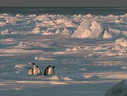 WS Adult penguins on sea ice edge in evening light / EkstrÃƒÂ¶m Ice Shelf,Atka Iceport Emperor Penguin Colony,  Queen Maud land, Antarctica Stock Footage