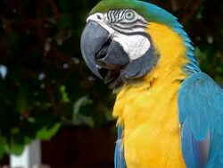 Parrot Macaw Stock Footage