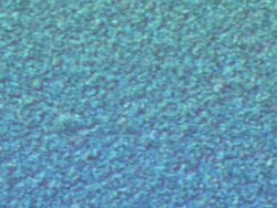 Friendly bacteria, Lactobacillus casei. A rod-shaped gram-positive, non-sporing, non-motile, obligate anaerobe, which inhabits human intestinal tracts. Stock Footage