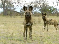 MS Shot of two African wild dog walking and pausing to observe intently / Okavango Delta, North West District, Botswana Stock Footage