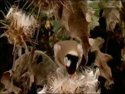 Goldfinch (Carduelis carduelis) pecks at thistle seeds, Puebla de Rio, near Donana, Andalucia, Spain Stock Footage