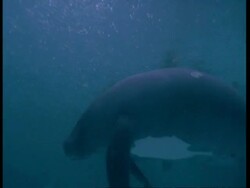 MS Underwater view of Manatee mother and calf swimming together, South America Stock Footage