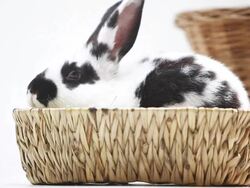 Young rabbit in a basket against white background Stock Footage