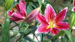 slow-motion, lily flower in garden Stock Footage