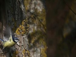 MS SLO MO Blue tit (parus caeruleus) taking off from branch of tree with Food in Beak / Vieux Pont, Normandy, France Stock Footage