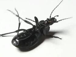 bug is struggle Stock Footage