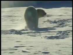 MS Polar Bear, Ursus maritimus, running through snow, Arctic Circle Stock Footage