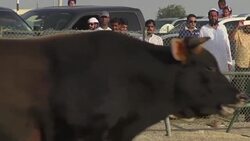 CLEAN : UAE: traditional bullfighting a popular sport in Fujairah News Clip