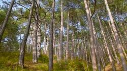 panoramic view of the forest landscape Stock Footage