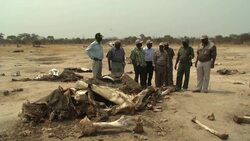 Poachers using cyanide to kill elephants for their tusks News Clip