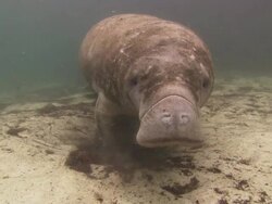 Manatee grazing along bottom in sand, Florida, North Atlantic Ocean  Stock Footage