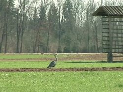 HD: Great blue heron Stock Footage