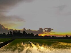 Irrigation System. Stock Footage