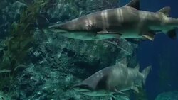 sharks swimming under water Stock Footage