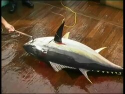 Tuna on deck being hooked through gills and dragged along, Central East Atlantic. Stock Footage