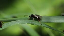 Ants with wings crawling across the grass. Stock Footage