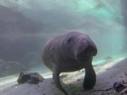 Swimming florida manatee Stock Footage