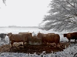 ABERDEEN ANGUS HIGHLAND CATTLE EATING Stock Footage