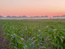 WS DS Field Of A Corn At Dawn Stock Footage