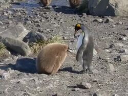 WS View of King Penguin chicks flapping wings / South Georgia Island , Sub-Antarctic Region , British Territory, Antarctica   Stock Footage