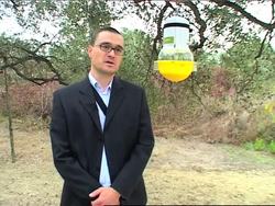 Protecting olive groves from fruit flies News Clip