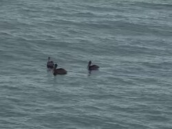 Pelican at sea Stock Footage