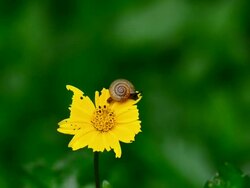 Snail on Yellow flower Stock Footage