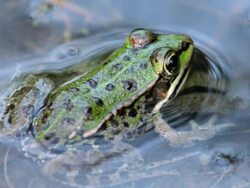 Frog Stock Footage