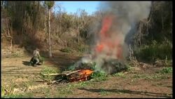 Drought is so bad it has affected illicit drug growers News Clip