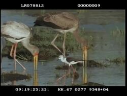 MS Yellow billed stork, juvenile and adult, wading and fishing, joined by spoon billed stork fishing Stock Footage