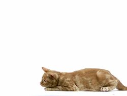 MS SLO MO Red tabby domestic cat leaping and walking / Vieux, Normandy, France  Stock Footage